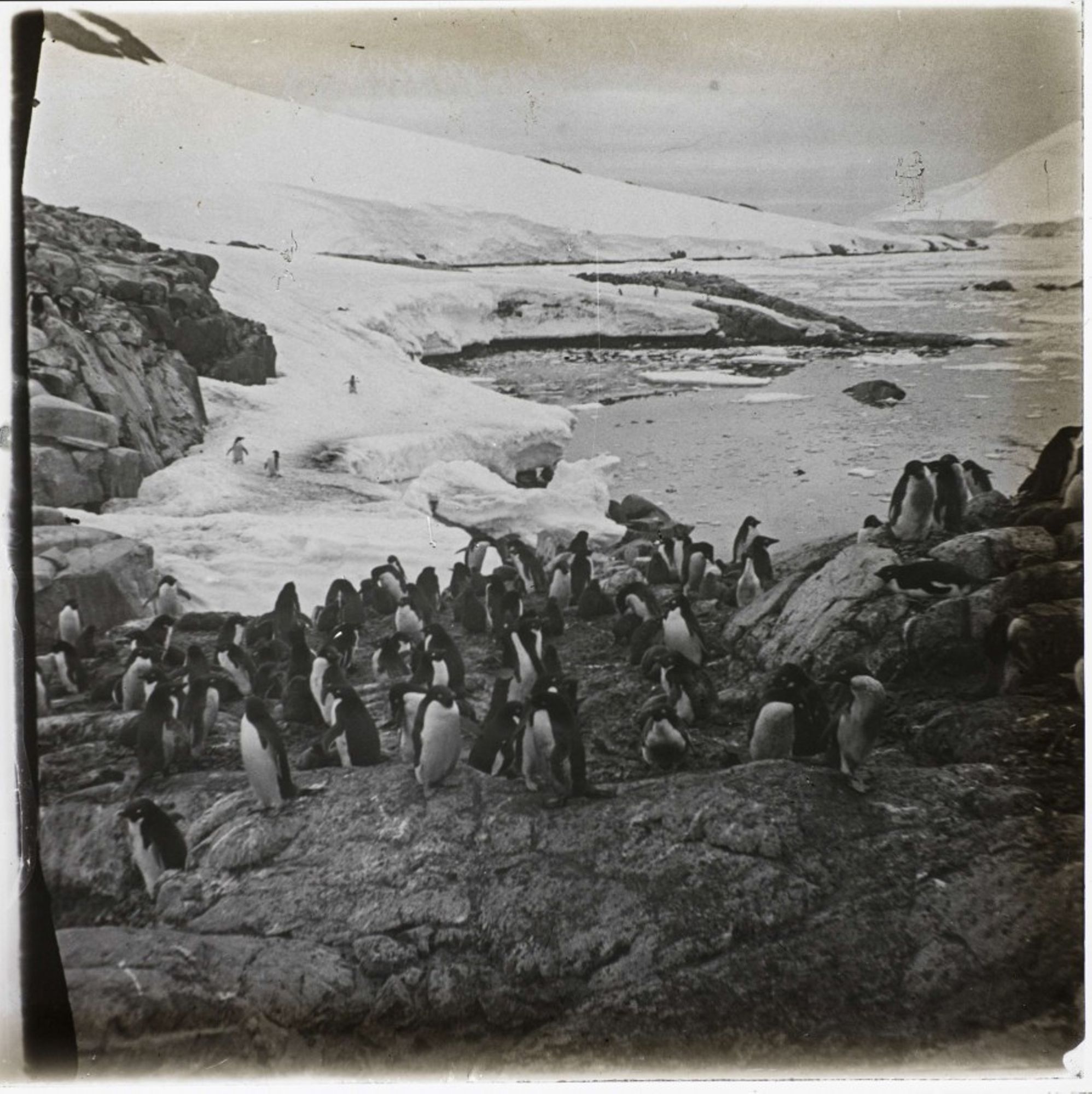 Les horizons polaires du Pourquoi Pas ?