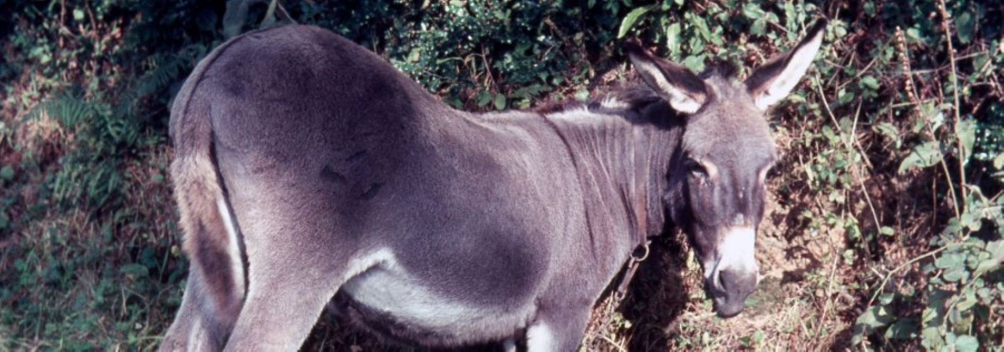 Fonds Jacques Lemière