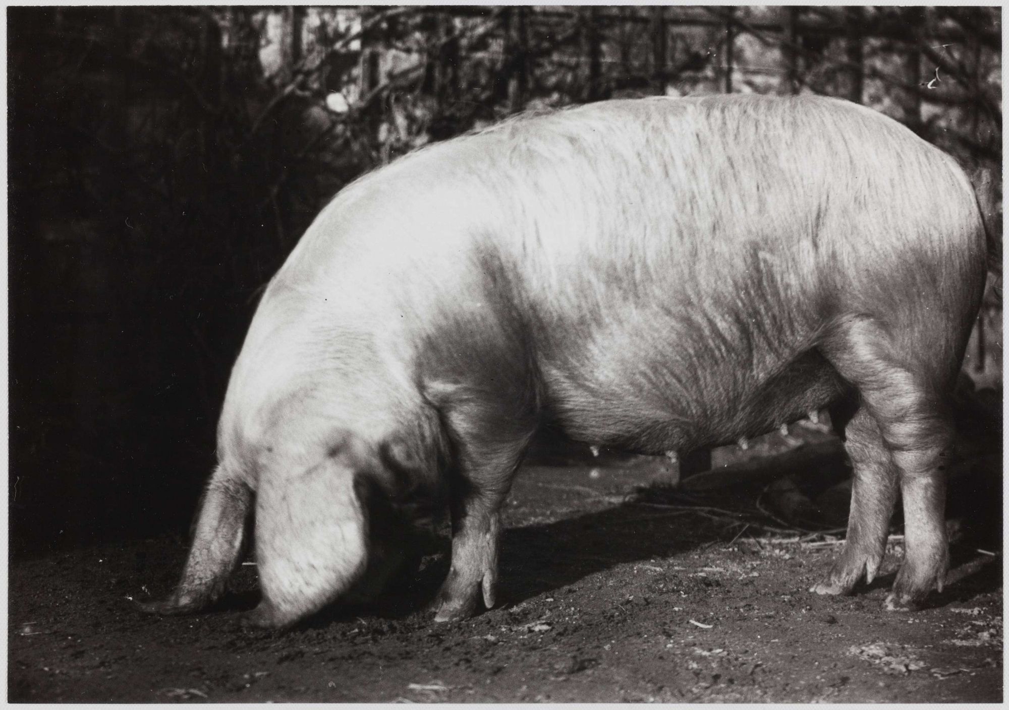 Collection Victor Lefrançois