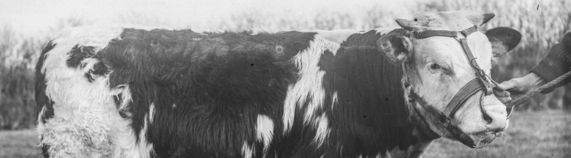 Collection Victor Lefrançois